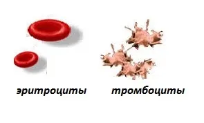 Анатомія людини