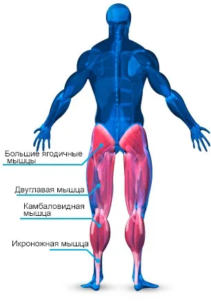 Анатомія м'язів ніг і вправи для тренування м'язів ніг