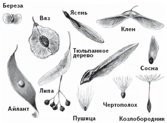Анемофілія і анемохорія - повітря як екологічний фактор (лекції) Анемофілія і анемохорія - повітря як екологічний фактор