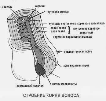 Аміачна і безаміачна фарба