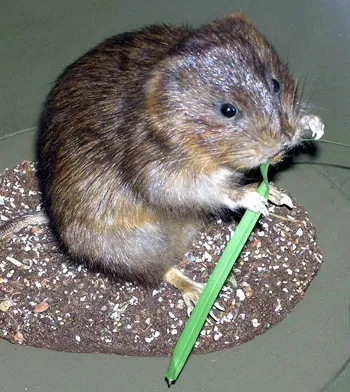 Алтайська собачка