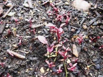 Амарант посадка насінням та догляд за рослиною - енциклопедія квітів (насінням) Амарант посадка насінням та догляд за рослиною - енциклопедія квітів