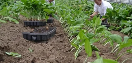 Амазонська лілія як доглядати правильно (правильно) Амазонська лілія як доглядати правильно
