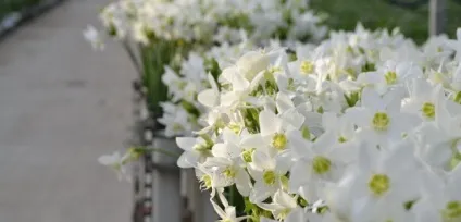Амазонська лілія як доглядати правильно (амазонська) Амазонська лілія як доглядати правильно