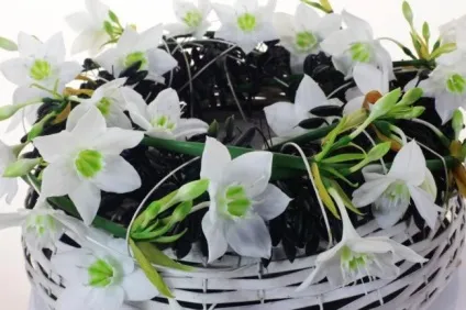 Амазонська лілія як доглядати правильно (лілія) Амазонська лілія як доглядати правильно