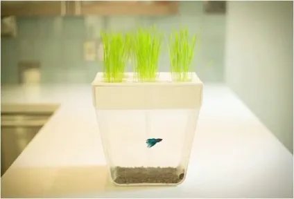 Аквафермах своїми руками з акваріума gold fish, фото (аквафермах своїми руками) Аквафермах своїми руками з акваріума gold fish, фото
