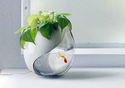 Аквафермах своїми руками з акваріума gold fish, фото (своїми) Аквафермах своїми руками з акваріума gold fish, фото
