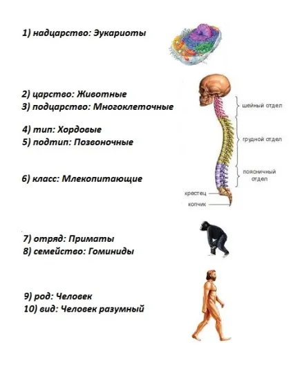 Анатомія людини