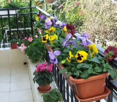 Братки посадка і догляд фото (вічка) Братки посадка і догляд фото