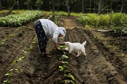 Бабуся і кіт фотоісторія незвичайною дружби (дружби) Бабуся і кіт фотоісторія незвичайною дружби