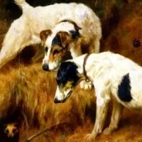 Безстрашна і вірна такса опис породи (купити) Безстрашна і вірна такса опис породи