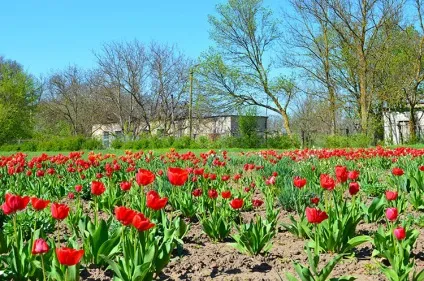 Безцінні поради для поїздки в заповідник асканія-нова (поради) Безцінні поради для поїздки в заповідник асканія-нова