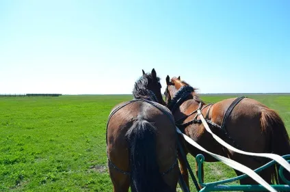 Безцінні поради для поїздки в заповідник асканія-нова (квитків графік роботи) Безцінні поради для поїздки в заповідник асканія-нова