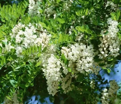 Біла акація фото