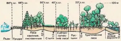 Біомаса поверхні суші і океану (біомаса) Біомаса поверхні суші і океану