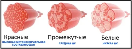 Швидкі і повільні м'язові волокна