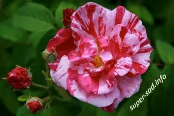 Французькі троянди - сорт «rosa gallica» і старовинні сорти, супер сад (gallica) Французькі троянди - сорт «rosa gallica» і старовинні сорти, супер сад