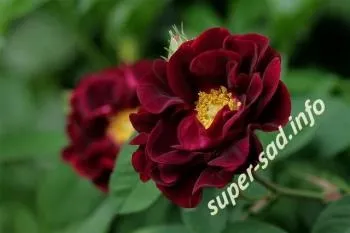 Французькі троянди - сорт «rosa gallica» і старовинні сорти, супер сад (gallica) Французькі троянди - сорт «rosa gallica» і старовинні сорти, супер сад