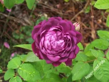 Французькі троянди - сорт «rosa gallica» і старовинні сорти, супер сад (gallica) Французькі троянди - сорт «rosa gallica» і старовинні сорти, супер сад