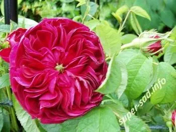 Французькі троянди - сорт «rosa gallica» і старовинні сорти, супер сад (сорт) Французькі троянди - сорт «rosa gallica» і старовинні сорти, супер сад