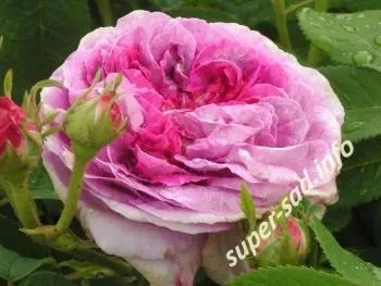 Французькі троянди - сорт «rosa gallica» і старовинні сорти, супер сад (rosa) Французькі троянди - сорт «rosa gallica» і старовинні сорти, супер сад