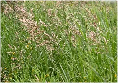 Газонні трави багаторічні