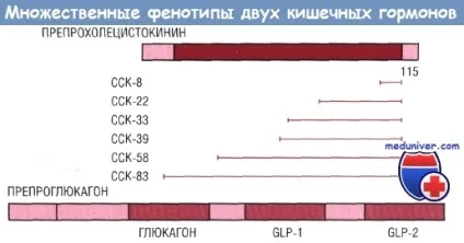 Гастроінтестинальні гормони і пептиди (гастроінтестинальні гормони) Гастроінтестинальні гормони і пептиди