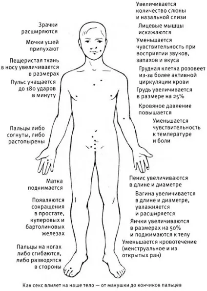 Глава 2 що відбувається всередині нашого організму, коли ми боїмося (нашого) Глава 2 що відбувається всередині нашого організму, коли ми боїмося