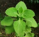 Форсколин - coleus forskohlii