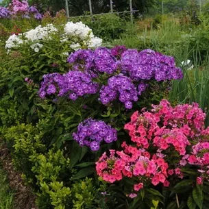 Флокси в саду фото оформлення ландшафтного дизайну різних ділянок і поради по підбору сортів (ландшафтного) Флокси в саду фото оформлення ландшафтного дизайну різних ділянок і поради по підбору сортів