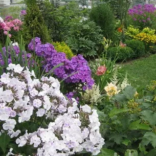 Флокси в саду фото оформлення ландшафтного дизайну різних ділянок і поради по підбору сортів (флокси) Флокси в саду фото оформлення ландшафтного дизайну різних ділянок і поради по підбору сортів