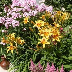 Флокси в саду фото оформлення ландшафтного дизайну різних ділянок і поради по підбору сортів (флокси) Флокси в саду фото оформлення ландшафтного дизайну різних ділянок і поради по підбору сортів