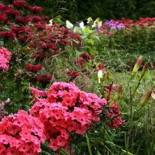Флокси в саду фото оформлення ландшафтного дизайну різних ділянок і поради по підбору сортів (фото) Флокси в саду фото оформлення ландшафтного дизайну різних ділянок і поради по підбору сортів