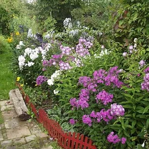 Флокси в саду фото оформлення ландшафтного дизайну різних ділянок і поради по підбору сортів (ландшафтного) Флокси в саду фото оформлення ландшафтного дизайну різних ділянок і поради по підбору сортів