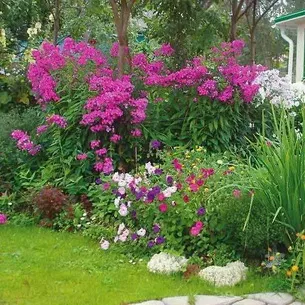 Флокси в саду фото оформлення ландшафтного дизайну різних ділянок і поради по підбору сортів (фото) Флокси в саду фото оформлення ландшафтного дизайну різних ділянок і поради по підбору сортів