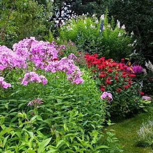 Флокси в саду фото оформлення ландшафтного дизайну різних ділянок і поради по підбору сортів (фото) Флокси в саду фото оформлення ландшафтного дизайну різних ділянок і поради по підбору сортів