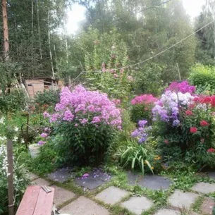 Флокси в саду фото оформлення ландшафтного дизайну різних ділянок і поради по підбору сортів (ландшафтного) Флокси в саду фото оформлення ландшафтного дизайну різних ділянок і поради по підбору сортів