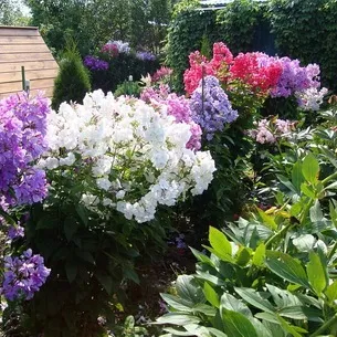 Флокси в саду фото оформлення ландшафтного дизайну різних ділянок і поради по підбору сортів (оформлення) Флокси в саду фото оформлення ландшафтного дизайну різних ділянок і поради по підбору сортів