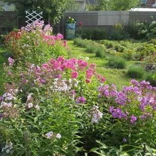 Флокси в саду фото оформлення ландшафтного дизайну різних ділянок і поради по підбору сортів (ландшафтного) Флокси в саду фото оформлення ландшафтного дизайну різних ділянок і поради по підбору сортів