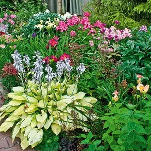 Флокси в саду фото оформлення ландшафтного дизайну різних ділянок і поради по підбору сортів (оформлення) Флокси в саду фото оформлення ландшафтного дизайну різних ділянок і поради по підбору сортів