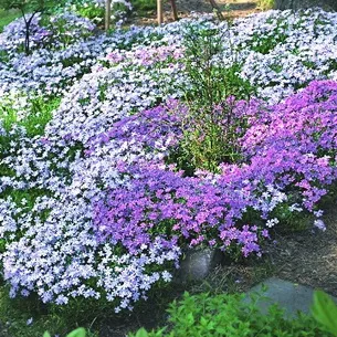 Флокси в саду фото оформлення ландшафтного дизайну різних ділянок і поради по підбору сортів (ландшафтного) Флокси в саду фото оформлення ландшафтного дизайну різних ділянок і поради по підбору сортів