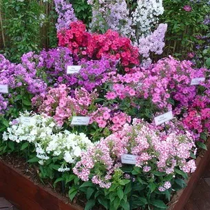 Флокси в саду фото оформлення ландшафтного дизайну різних ділянок і поради по підбору сортів (ландшафтного) Флокси в саду фото оформлення ландшафтного дизайну різних ділянок і поради по підбору сортів