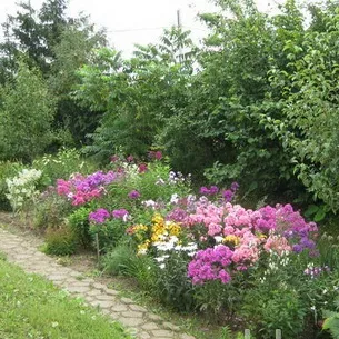 Флокси в саду фото оформлення ландшафтного дизайну різних ділянок і поради по підбору сортів (флокси) Флокси в саду фото оформлення ландшафтного дизайну різних ділянок і поради по підбору сортів