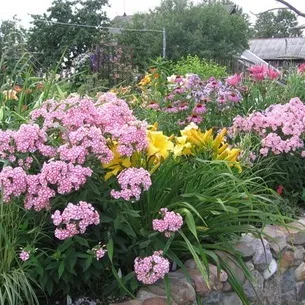 Флокси в саду фото оформлення ландшафтного дизайну різних ділянок і поради по підбору сортів (оформлення) Флокси в саду фото оформлення ландшафтного дизайну різних ділянок і поради по підбору сортів