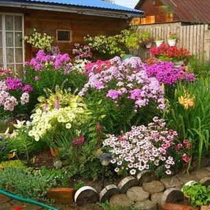 Флокси в саду фото оформлення ландшафтного дизайну різних ділянок і поради по підбору сортів (флокси) Флокси в саду фото оформлення ландшафтного дизайну різних ділянок і поради по підбору сортів