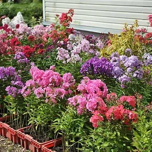 Флокси в саду фото оформлення ландшафтного дизайну різних ділянок і поради по підбору сортів (фото) Флокси в саду фото оформлення ландшафтного дизайну різних ділянок і поради по підбору сортів