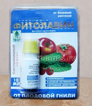 Фітолавін - докладний опис, застосування, інструкція, особливості препарату (фітолавін) Фітолавін - докладний опис, застосування, інструкція, особливості препарату