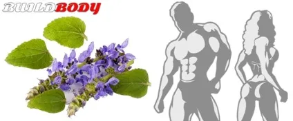 Форсколин (coleus forskohlii) відгуки, механізм дії, побічні ефекти (відгуки) Форсколин (coleus forskohlii) відгуки, механізм дії, побічні ефекти