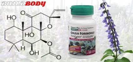 Форсколин (coleus forskohlii) відгуки, механізм дії, побічні ефекти (coleus forskohlii) Форсколин (coleus forskohlii) відгуки, механізм дії, побічні ефекти