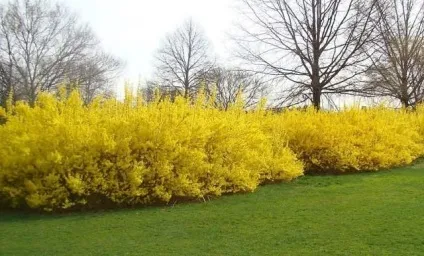 Форзиція - посадка і догляд, розмноження, опис сортів (опис) Форзиція - посадка і догляд, розмноження, опис сортів